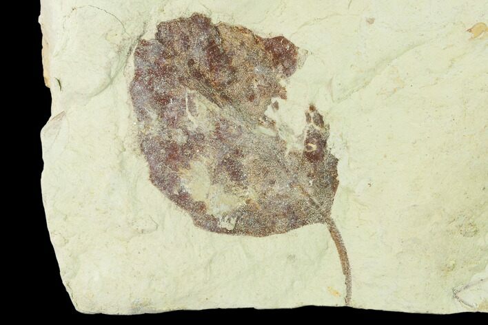Miocene Fossil Leaf (Populus) - Augsburg, Germany #139451